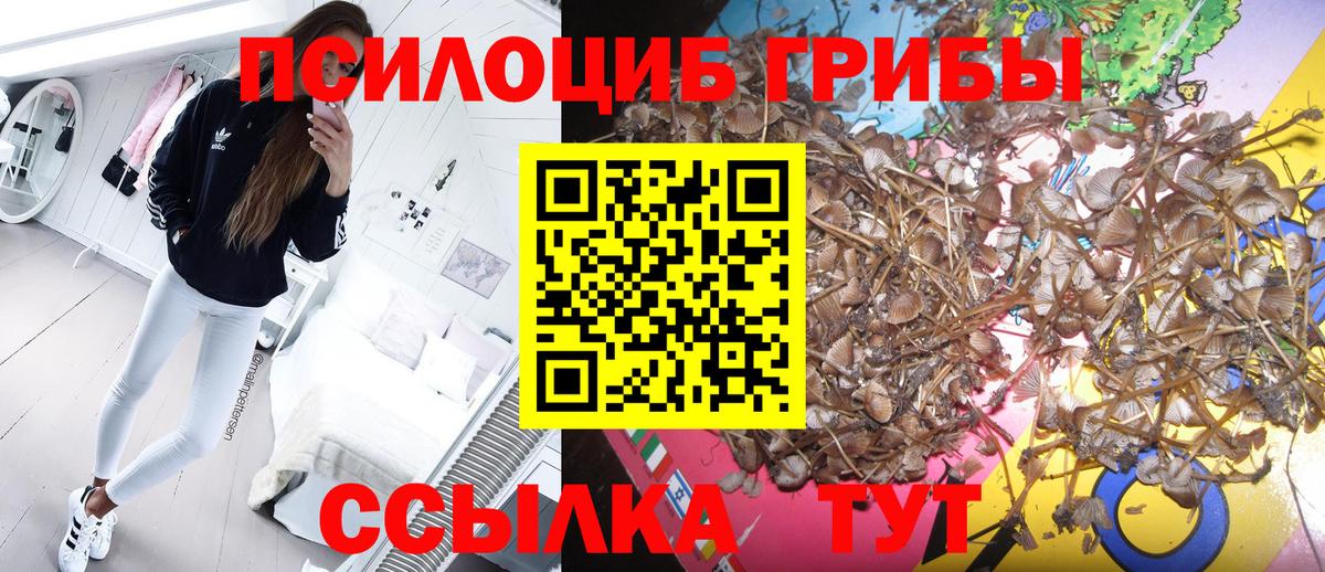 Тамбов  Галлюциногенные грибы Psilocybe  Галлюциногенные грибы Psilocybine cubensis  Вход с VPN 