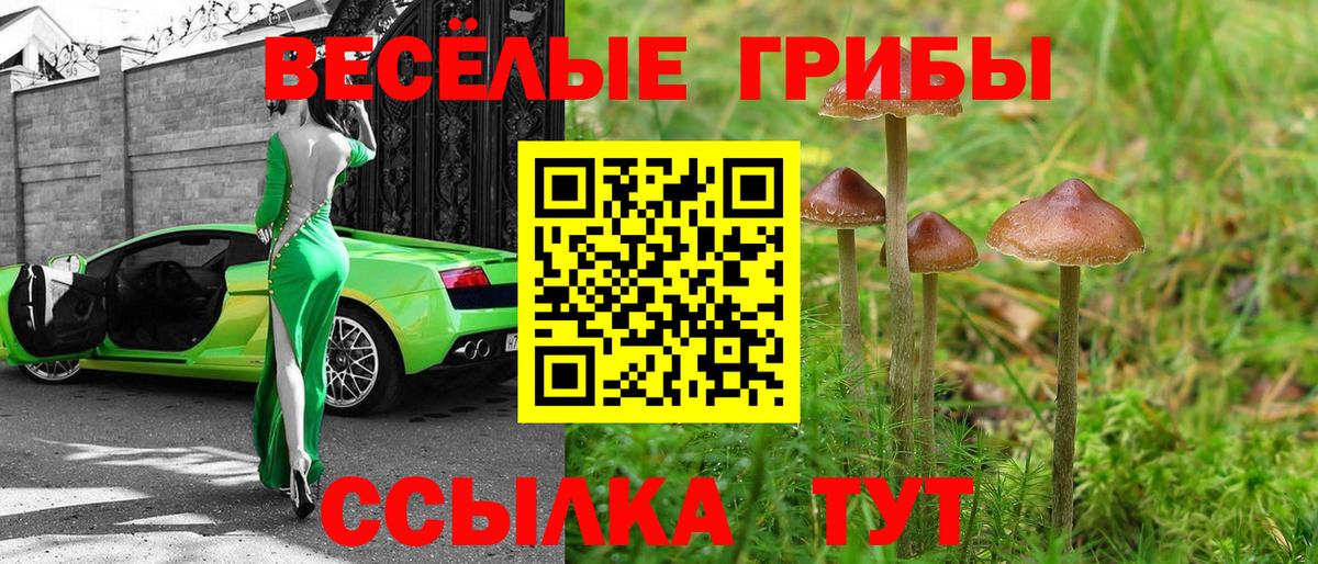 Галлюциногенные грибы Psilocybine cubensis Тамбов